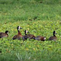 White-headed ducks