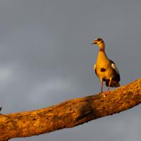 Egyptian goose