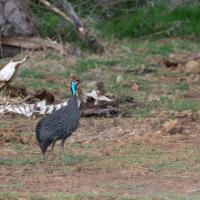 numidian guinea fowl