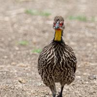Yellow-necked francolin