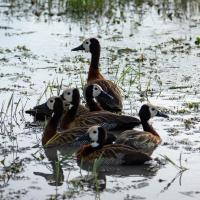 White-headed ducks