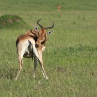 Red Hartebeest
