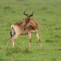 Red Hartebeest