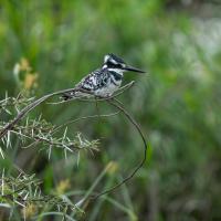 Pied Kingfisher