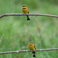 Little bee-eater