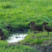 Hamerkop