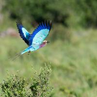 Long-stranded roller