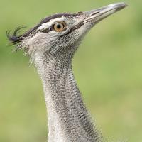 Kori bustard