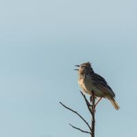 Crested Lark