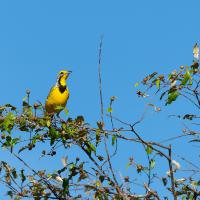Yellow-throated sentinel lark