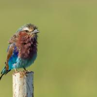 Long-stranded roller