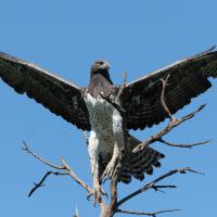 Martial eagle