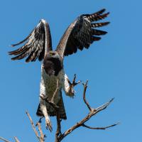 Martial eagle