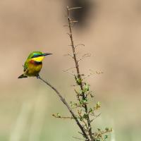 Little bee-eater