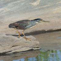Striated heron