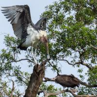 Marabout and Vulture