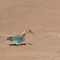 Long-stranded roller