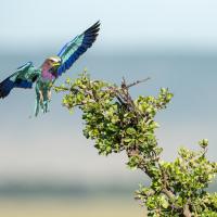 Long-stranded roller