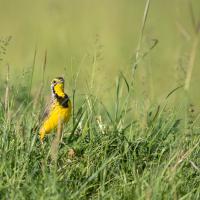 Yellow-throated sentinel lark