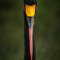 Jabiru