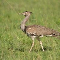 Kori bustard
