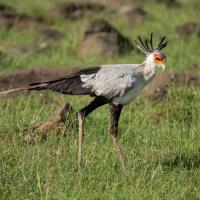 Secretary bird