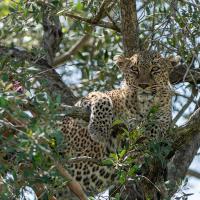 Leopard Bahati