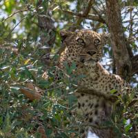 Leopard Bahati