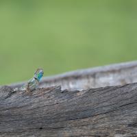 Tree agama lizard