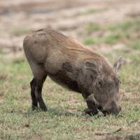 Warthogs