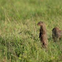 Small mongoose