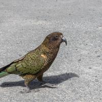 Kea