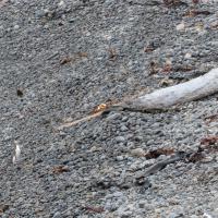 Pingouins à yeux jaunes