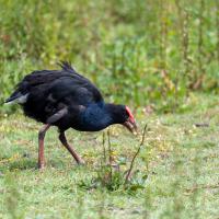 Pukeko